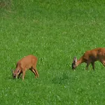 Locus Malontina Hotel Gmünd