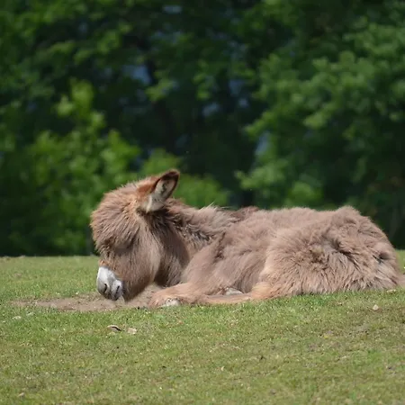 Hotel Locus Malontina *