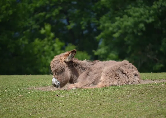 Hotel Locus Malontina *