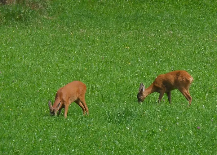 Locus Malontina Hotel Gmünd